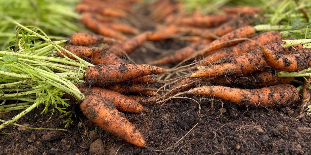 Freshly dug up carrots