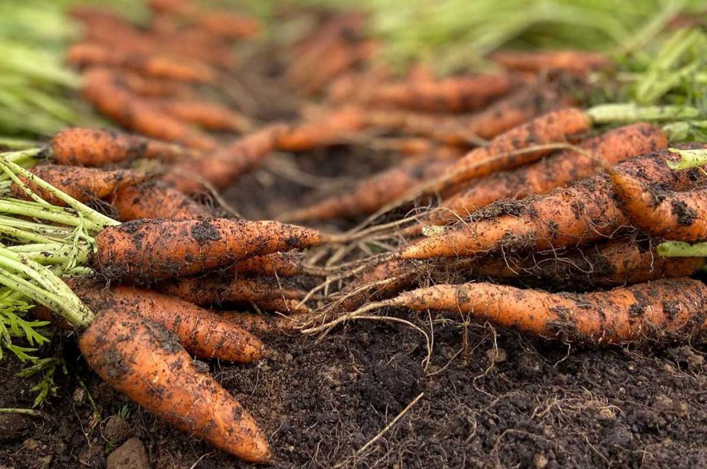 Freshly dug up carrots