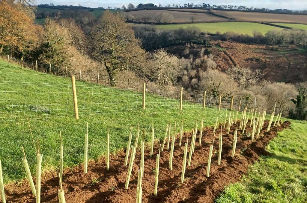Fields in Devon